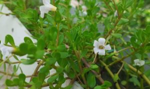 Brahmi saler , dried Bacopa Monnieri saler, Nir Brahmi, Jal Brahmi, Jalabrahmi, Dried Brahmi seller , dried Bacopa Monnieri seller, Nir Brahmi, Jal Brahmi, Bacoside, Bhrahmi, Dried Brahmi supplier , dried Bacopa Monnieri supplier