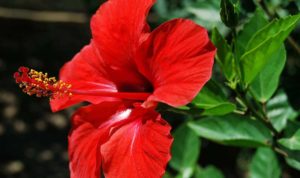 Dried Hibiscus saler ,Dried Hibiscus Rosa Sinensis saler, Dried Hibiscus seller, Dried Hibiscus Rosa Sinensis seller, Dried Hibiscus supplier, Dried Hibiscus Rosa Sinensis supplier.