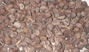 Vidhara seeds saler, Bhidara seeds saler, Argyreia speciosa saler, Vidhara seeds seller, Bhidara seeds seller, Argyreia speciosa seller, Vidhara seeds supplier, Bhidara seeds supplier, Argyreia speciosa supplier, Hawaiian baby woodrose seeds saler, Hawaiian baby woodrose seeds seller, Hawaiian baby woodrose seeds supplier.