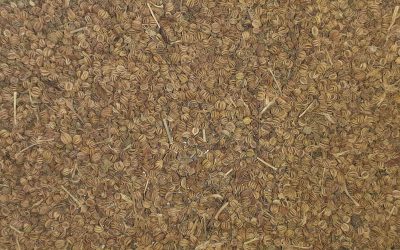 Ajmoda Seeds for sale, Apium Leptophyllum, Ajmoda Seeds saler, Apium Leptophyllum saler, Ajmoda Seeds seller, Apium Leptophyllum seller, Ajmoda Seeds for supplier, Apium Leptophyllum supplier.