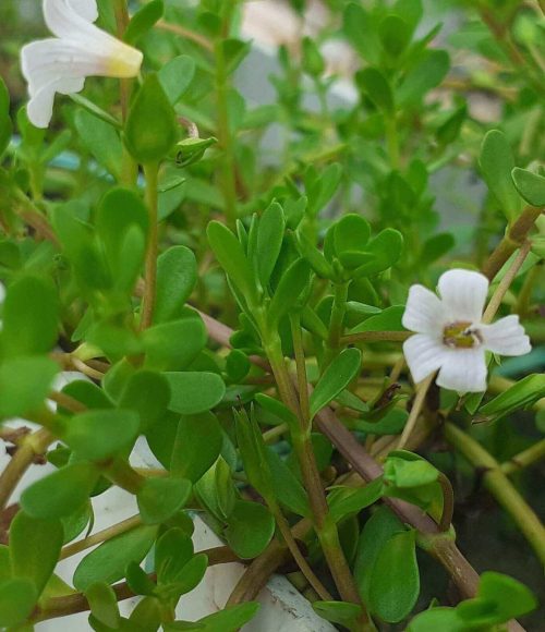 Brahmi saler , dried Bacopa Monnieri saler, Nir Brahmi, Jal Brahmi, Jalabrahmi, Dried Brahmi seller , dried Bacopa Monnieri seller, Nir Brahmi, Jal Brahmi, Bacoside, Bhrahmi, Dried Brahmi supplier , dried Bacopa Monnieri supplier