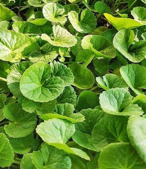 Dried Centella saler, Asiatic pennywort saler, dried Gotu kola saler, dried Centella Asiatic for sales, Dried Centella seller, Asiatic pennywort seller, dried Gotu kola seller Dried Centella supplier, Asiatic pennywort supplier, dried Gotu kola supplier, dried Centella Asiatic supplier, dried Centella Asiatic seller.