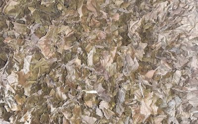 Dried Betel Leafs saler, Dried Betel Leafs seller, dried Piper Betle seller, Dried Betel Leafs supplier, dried Piper Betle supplier