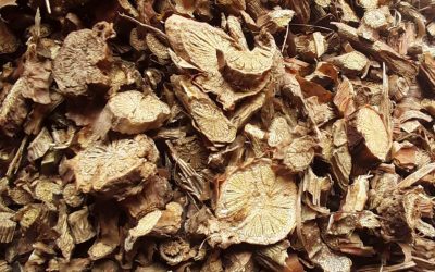 Dried Giloy stem saler, Dried Tinospora cordifolia saler, Dried Giloy stem seller, Dried Tinospora cordifolia seller, Dried Giloy stem supplier, Dried Tinospora cordifolia supplier.