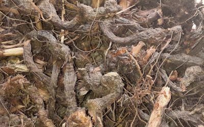 Dried Nagar motha saler, Dried Motha saler, Dried Cyperus Rotundus saler, Dried Nagar motha seller, Dried Motha seller, Dried Cyperus Rotundus seller, Dried Nagar motha supplier, Dried Motha supplier, Dried Cyperus Rotundus supplier.