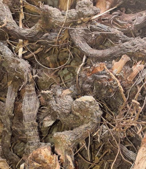 Dried Nagar motha saler, Dried Motha saler, Dried Cyperus Rotundus saler, Dried Nagar motha seller, Dried Motha seller, Dried Cyperus Rotundus seller, Dried Nagar motha supplier, Dried Motha supplier, Dried Cyperus Rotundus supplier.