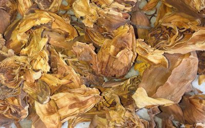 Dried Nylo Ful saler, Dried Water Lily saler, Dried Nymphaea Nouchali saler, Dried Nylo Ful seller, Dried Water Lily seller, Dried Nymphaea Nouchali seller, Dried Nylo Ful supplier, Dried Water Lily supplier, Dried Nymphaea Nouchali supplier.