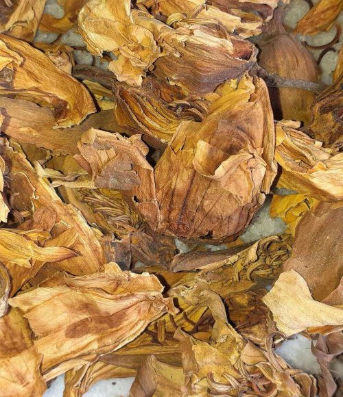 Dried Nylo Ful saler, Dried Water Lily saler, Dried Nymphaea Nouchali saler, Dried Nylo Ful seller, Dried Water Lily seller, Dried Nymphaea Nouchali seller, Dried Nylo Ful supplier, Dried Water Lily supplier, Dried Nymphaea Nouchali supplier.