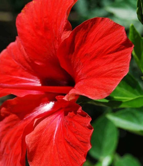 Dried Hibiscus saler ,Dried Hibiscus Rosa Sinensis saler, Dried Hibiscus seller, Dried Hibiscus Rosa Sinensis seller, Dried Hibiscus supplier, Dried Hibiscus Rosa Sinensis supplier.