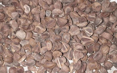 Vidhara seeds saler, Bhidara seeds saler, Argyreia speciosa saler, Vidhara seeds seller, Bhidara seeds seller, Argyreia speciosa seller, Vidhara seeds supplier, Bhidara seeds supplier, Argyreia speciosa supplier, Hawaiian baby woodrose seeds saler, Hawaiian baby woodrose seeds seller, Hawaiian baby woodrose seeds supplier.