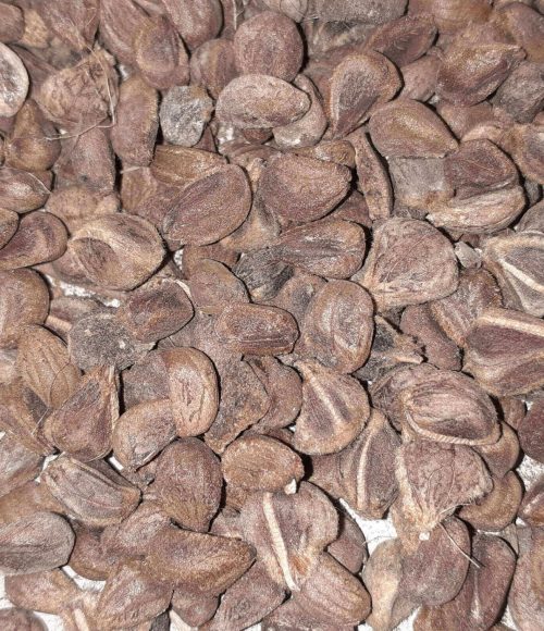 Vidhara seeds saler, Bhidara seeds saler, Argyreia speciosa saler, Vidhara seeds seller, Bhidara seeds seller, Argyreia speciosa seller, Vidhara seeds supplier, Bhidara seeds supplier, Argyreia speciosa supplier, Hawaiian baby woodrose seeds saler, Hawaiian baby woodrose seeds seller, Hawaiian baby woodrose seeds supplier.